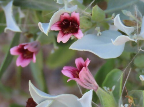 Etendeka petalbush (Petalidium etendekaense)