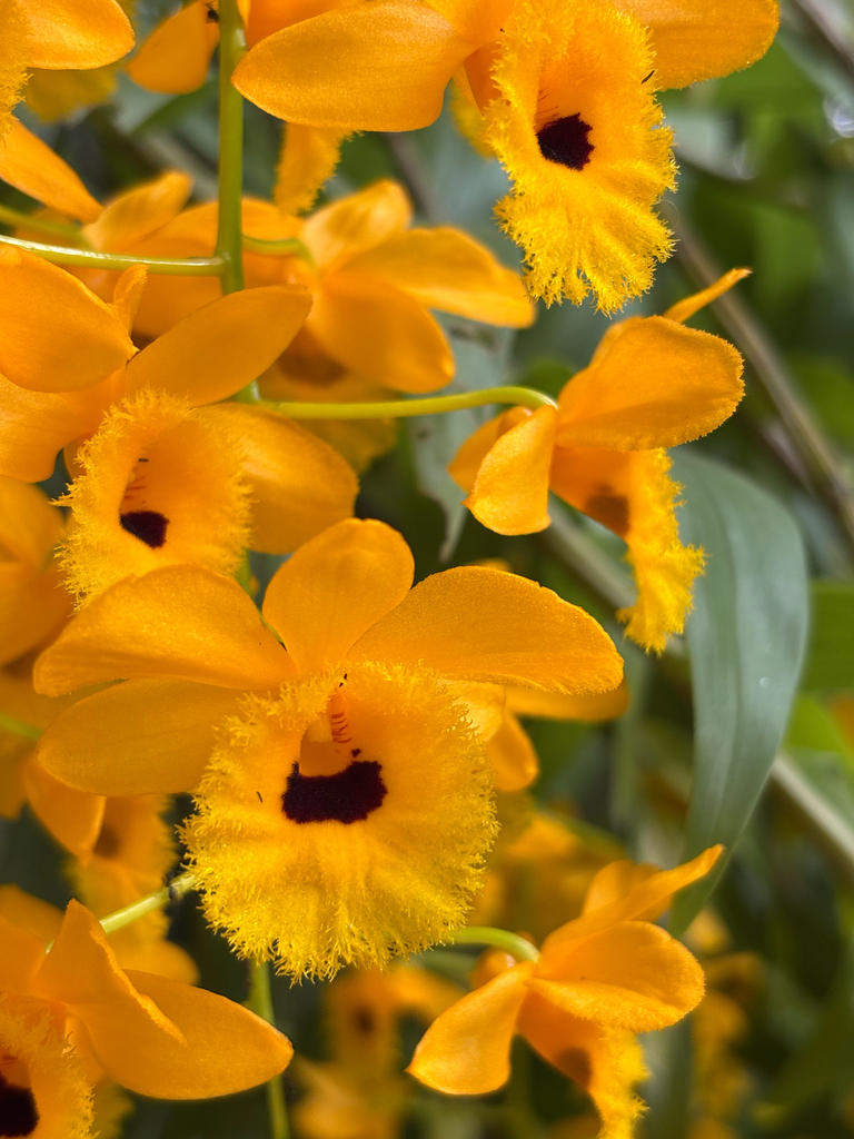 Dendrobium hawkesii A.H.Heller 2