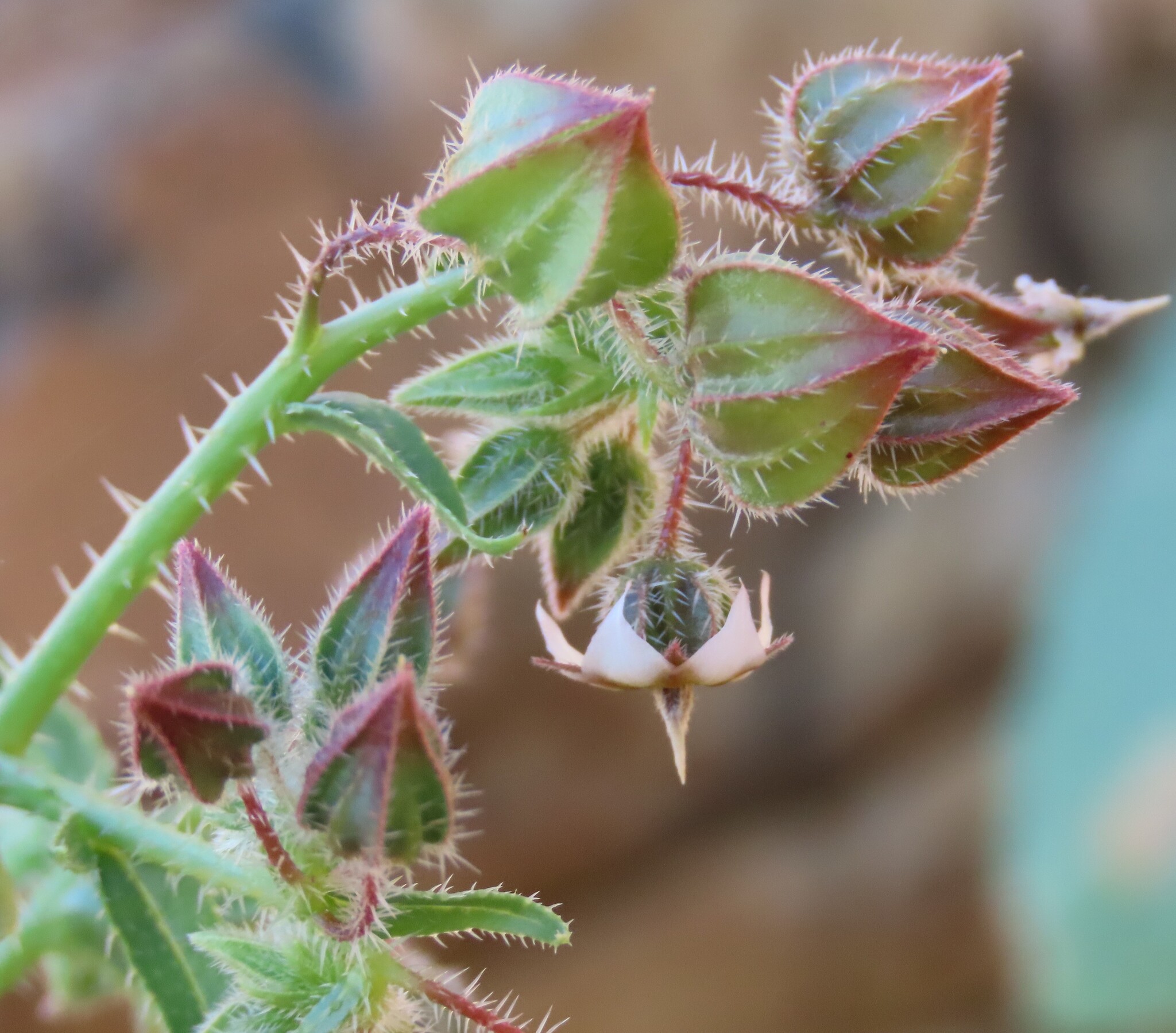 African Barbbell (Trichodesma africanum)