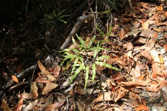 Lygodium articulatum
