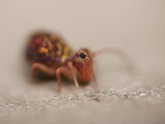 Dicyrtomina ornata