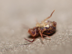 Dicyrtomina ornata