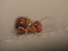 Dicyrtomina ornata