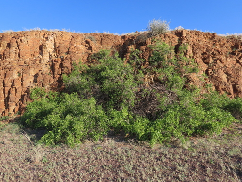 Toothbrush Tree (Salvadora persica)