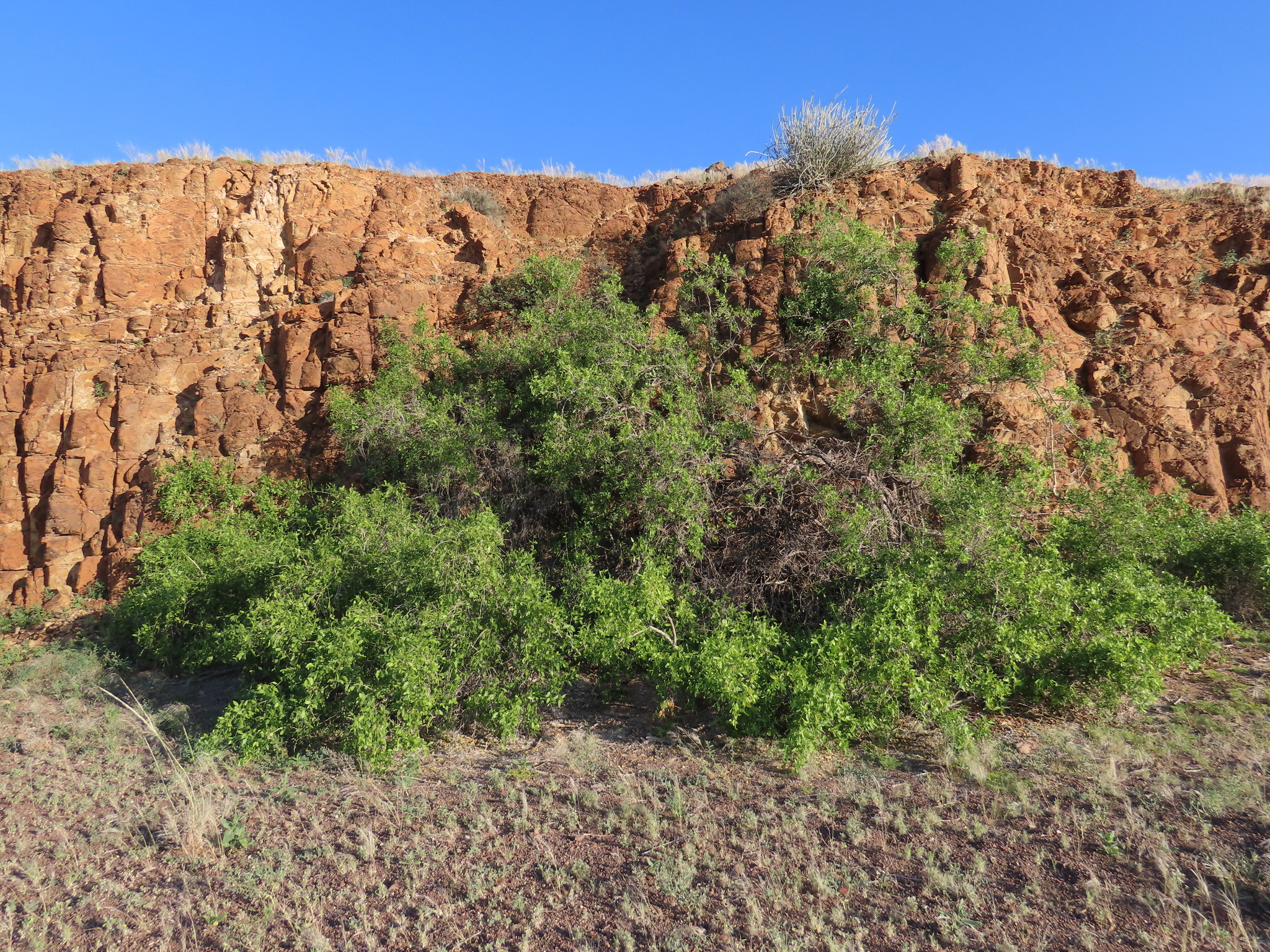 Toothbrush Tree (Salvadora persica)
