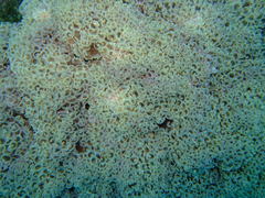 Fimbriaphyllia ancora