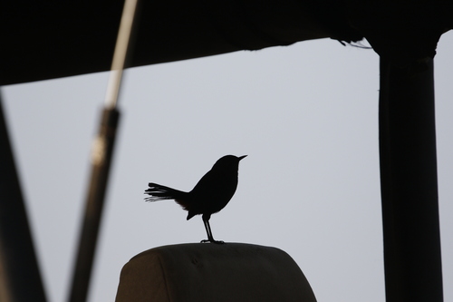 Indian Robin (Copsychus fulicatus), photo 5
