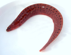 Apodichthys flavidus