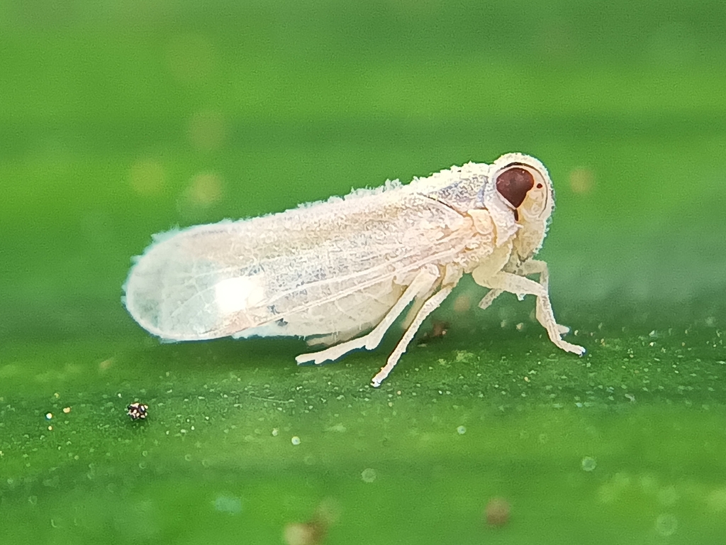 Stenophlepsia