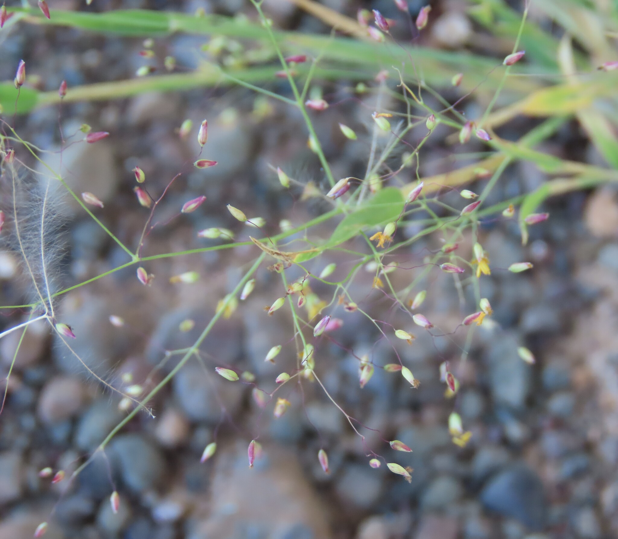 Blue-Seed Tricholaena (Tricholaena monachne)