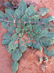 Oenothera engelmannii