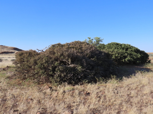 Foetid Bush (Boscia foetida)