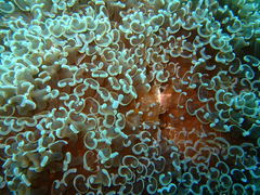 Fimbriaphyllia ancora