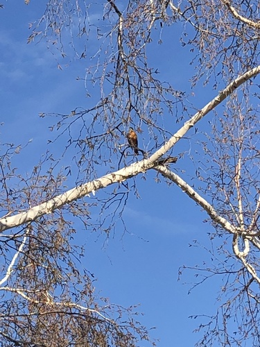 American Robin photographed in Idaho