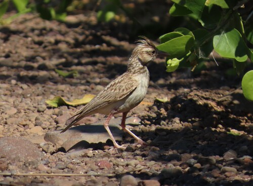 Stark's Lark (Spizocorys starki), photo 6