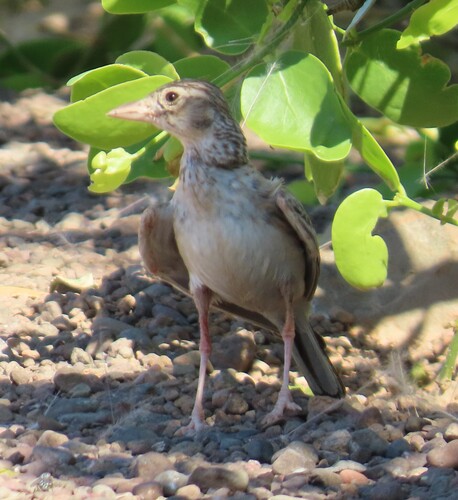 Stark's Lark (Spizocorys starki), photo 1