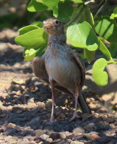 Stark's Lark (Spizocorys starki), photo 2