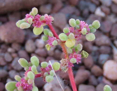 Red Kraalbush (Aizoon papulosum)