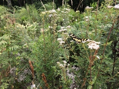 Thyridia psidii cetoides