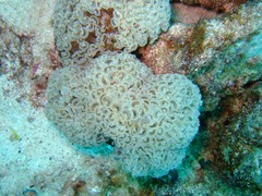 Fimbriaphyllia ancora