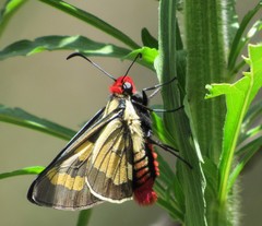 Sarbia damippe