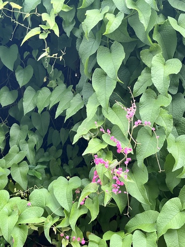 Antigonon leptopus