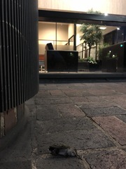 Archilochus colubris