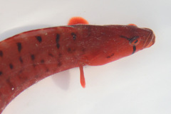 Apodichthys flavidus