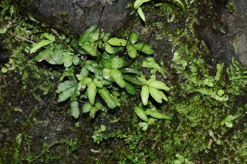 Pteris ryukyuensis observed 2026-03-08