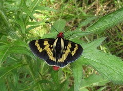 Sarbia damippe