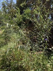 Salix mucronata