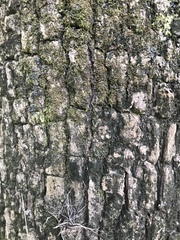 Liquidambar styraciflua image