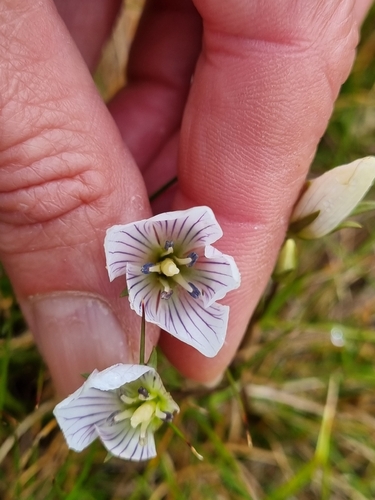 Mueller’s Snow-Gentian (Gentianella muelleriana)