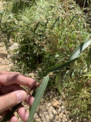 Salix mucronata