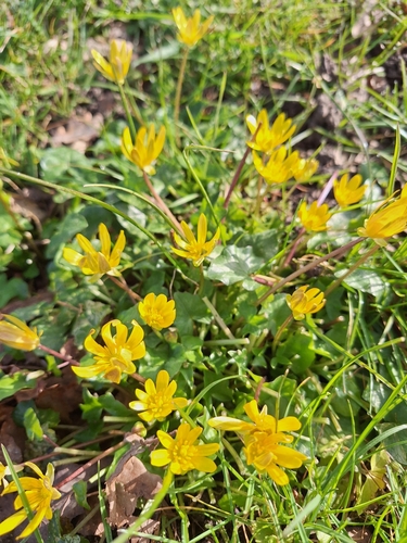 lesser celandine