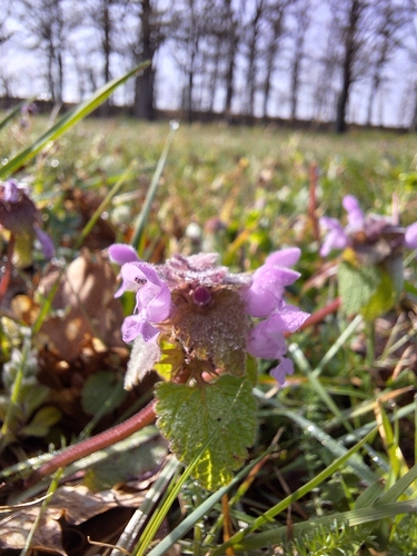 red deadnettle