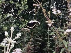 Papilio scamander grayi