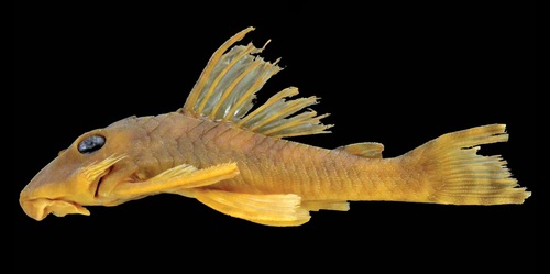 Greedo Fish