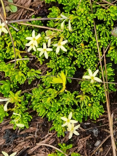 alpine Stackhousia (Stackhousia pulvinaris)
