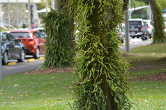 Pyrrosia longifolia