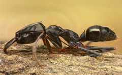 Odontomachus bauri image