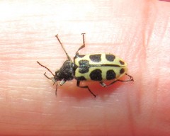 Astylus variegatus