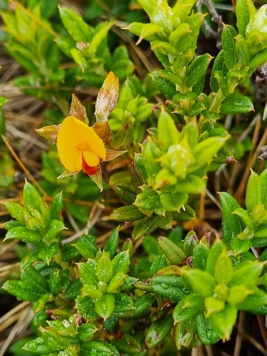 Oxylobium ellipticum, photograph 6