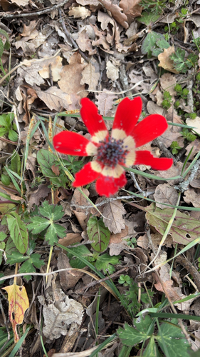 peacock anemone