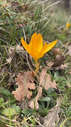 Yellow Crocus