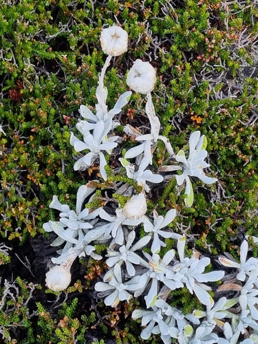 Alpine sunray (Leucochrysum alpinum)