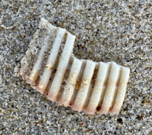 Vepricardium multispinosum observed 2026-02-24