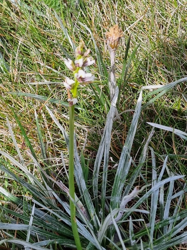 Prasophyllum suttonii, 2026-03-05