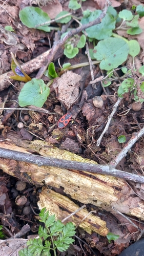 European Firebug