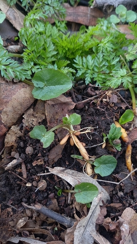 lesser celandine